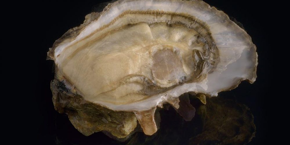 Ideale – Pousse En Claire