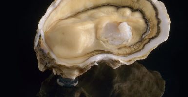 Royale de David Hervé