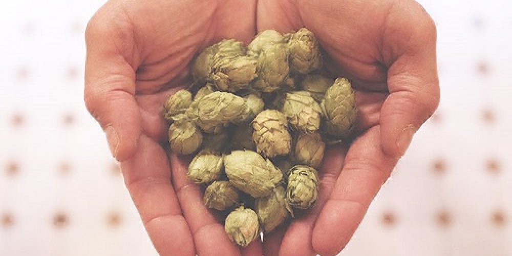 SABÍAS QUE EL LÚPULO…