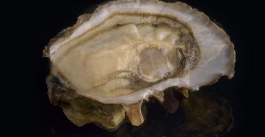 Ideale – Pousse En Claire