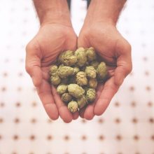 SABÍAS QUE EL LÚPULO…