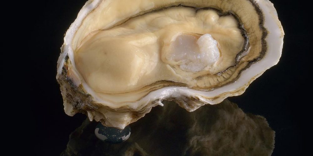 Royale de David Hervé