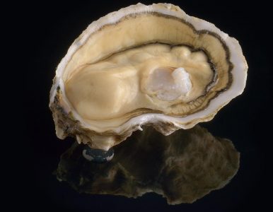 Royale de David Hervé